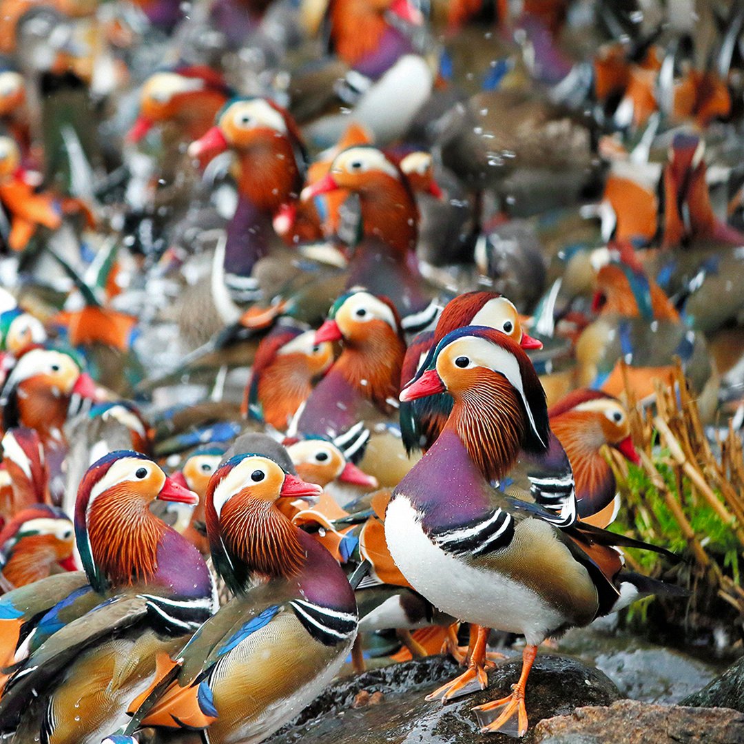 Mandarin Ducks at Hinogawa River in Tottori, Japan r/pics