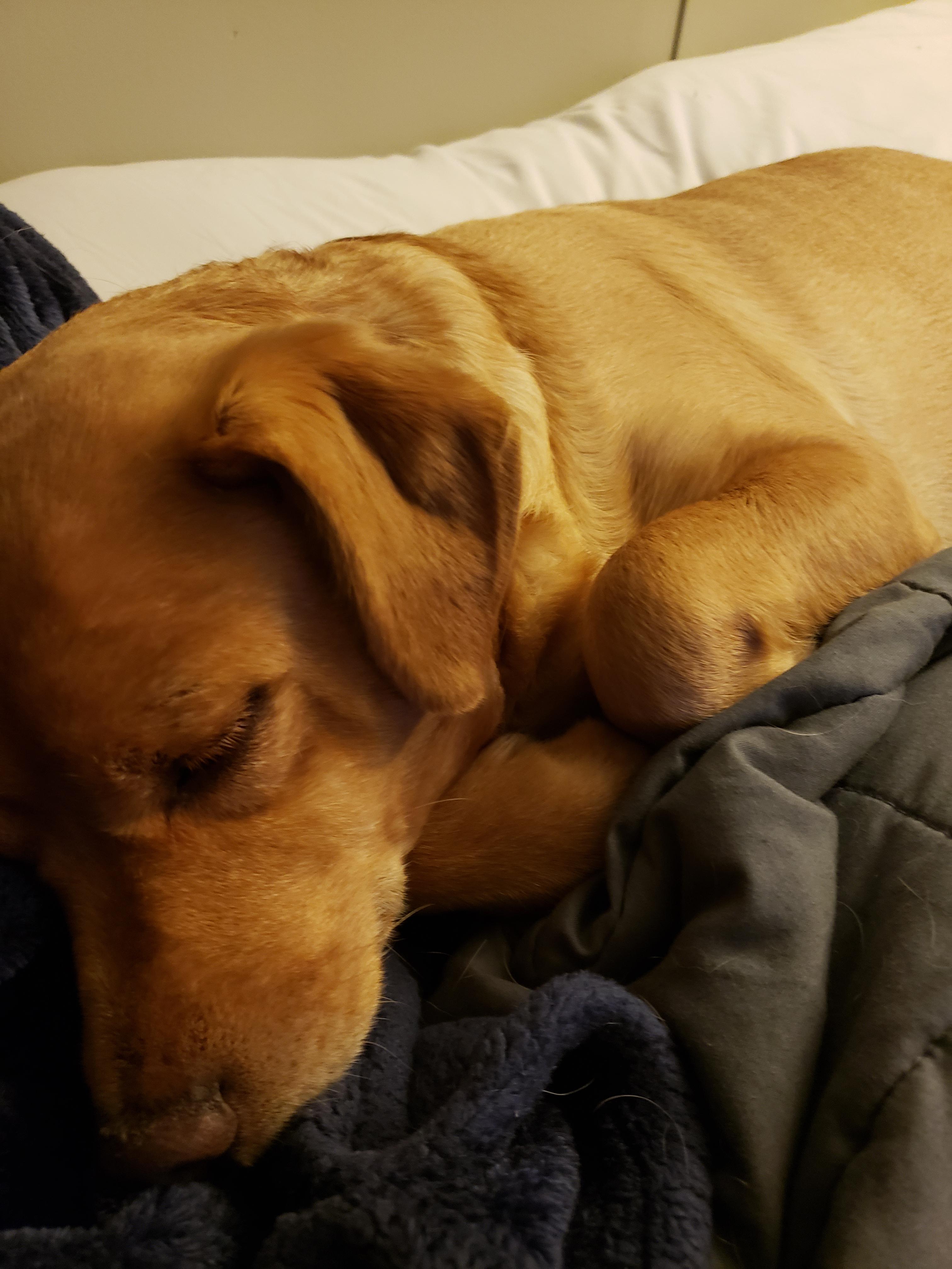 I just wanted to share my pup who tucks his little paws in everytime he
