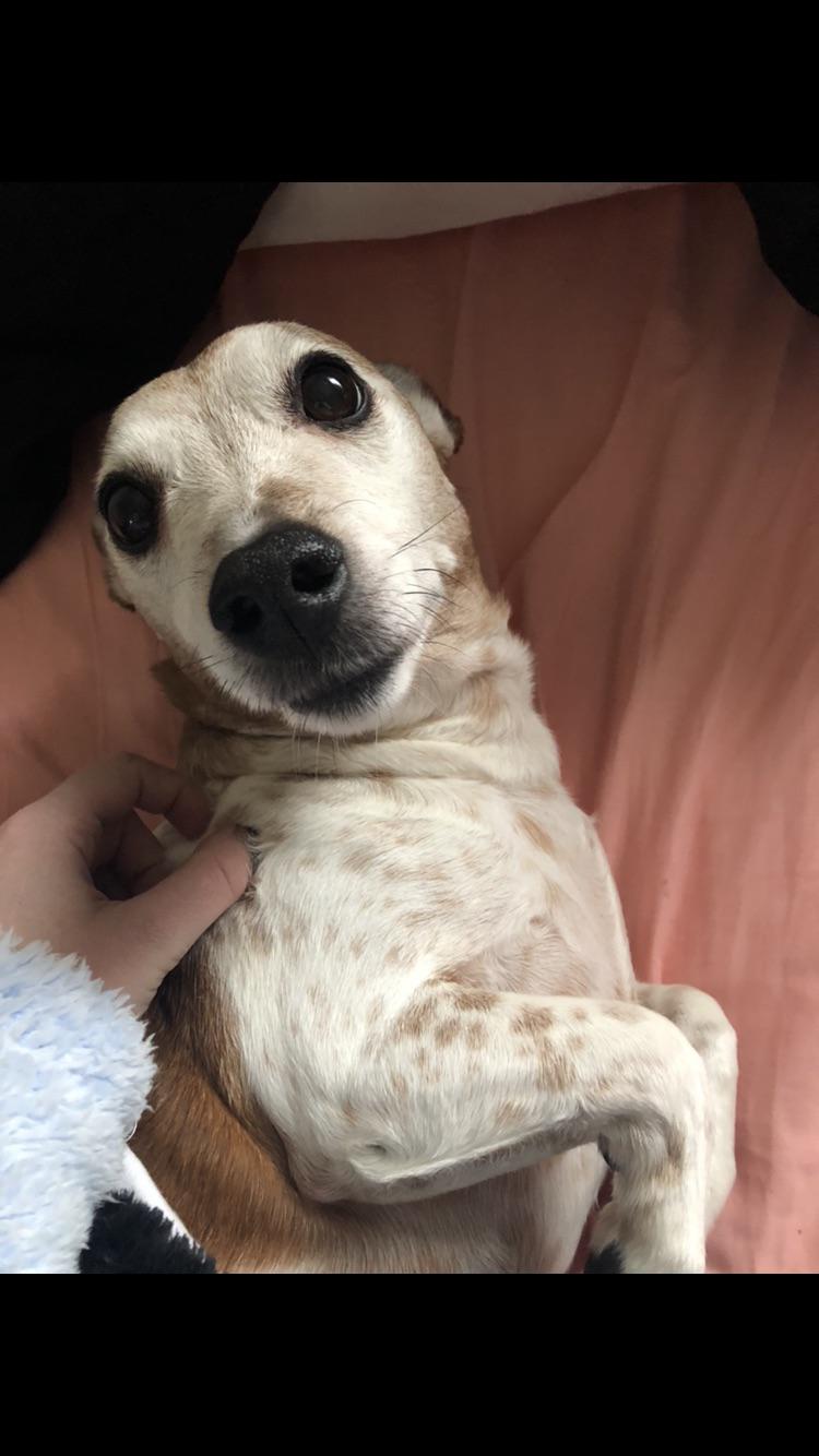 Can I call into work because my dog is too cute to leave? r