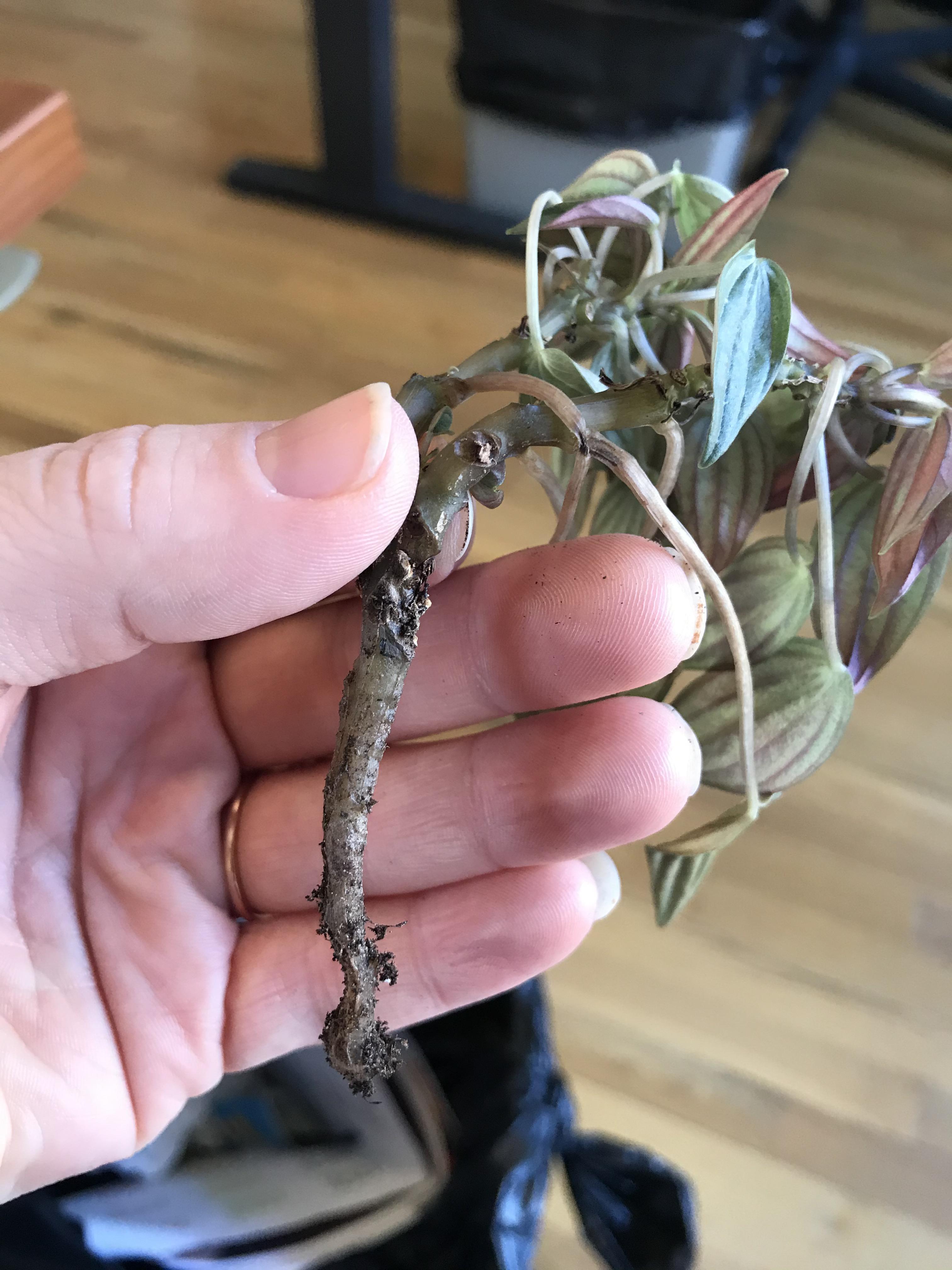 Can it be saved? It was overwatered... r/plantclinic