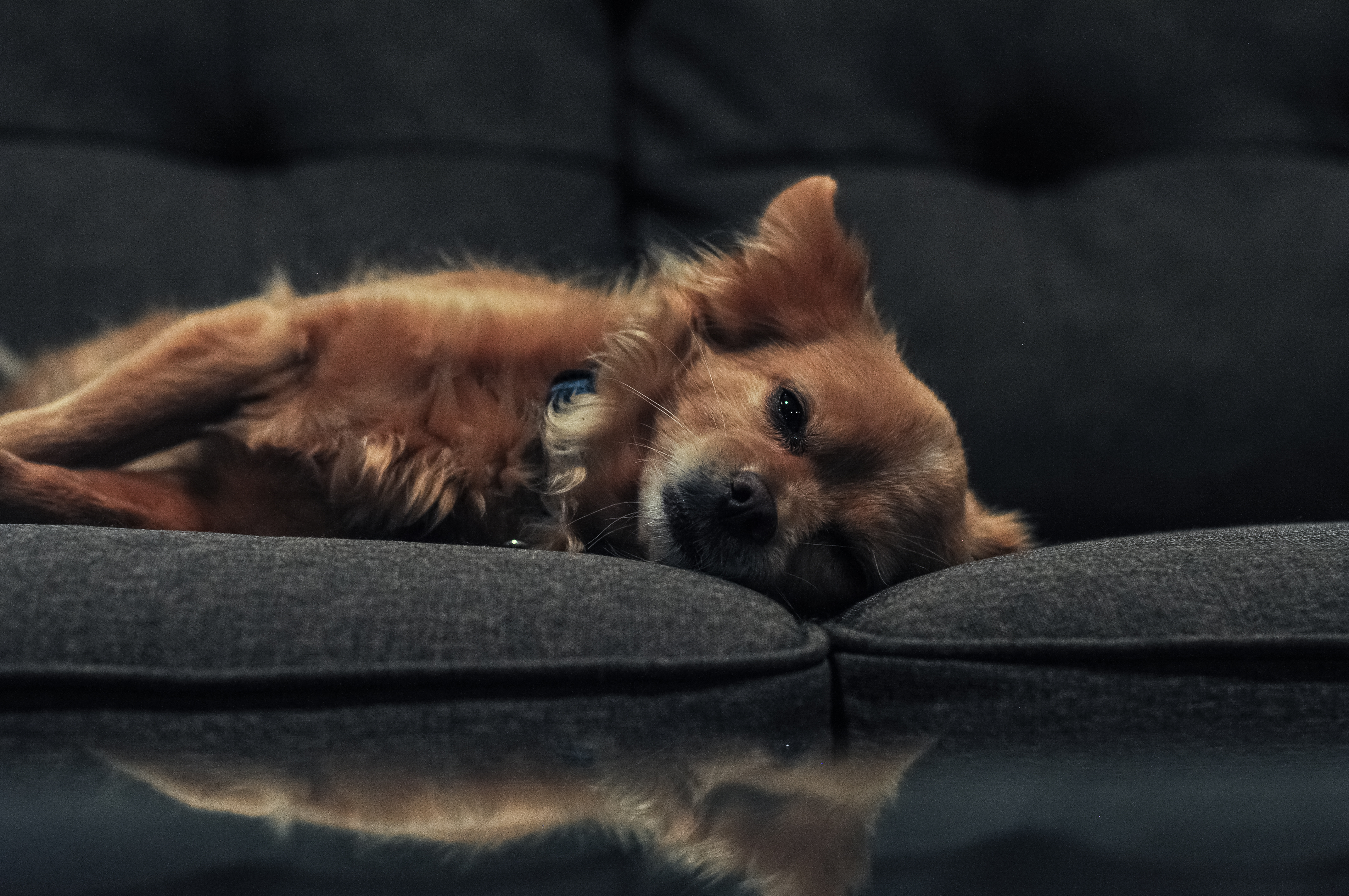 ITAP of my dog on the couch r/itookapicture