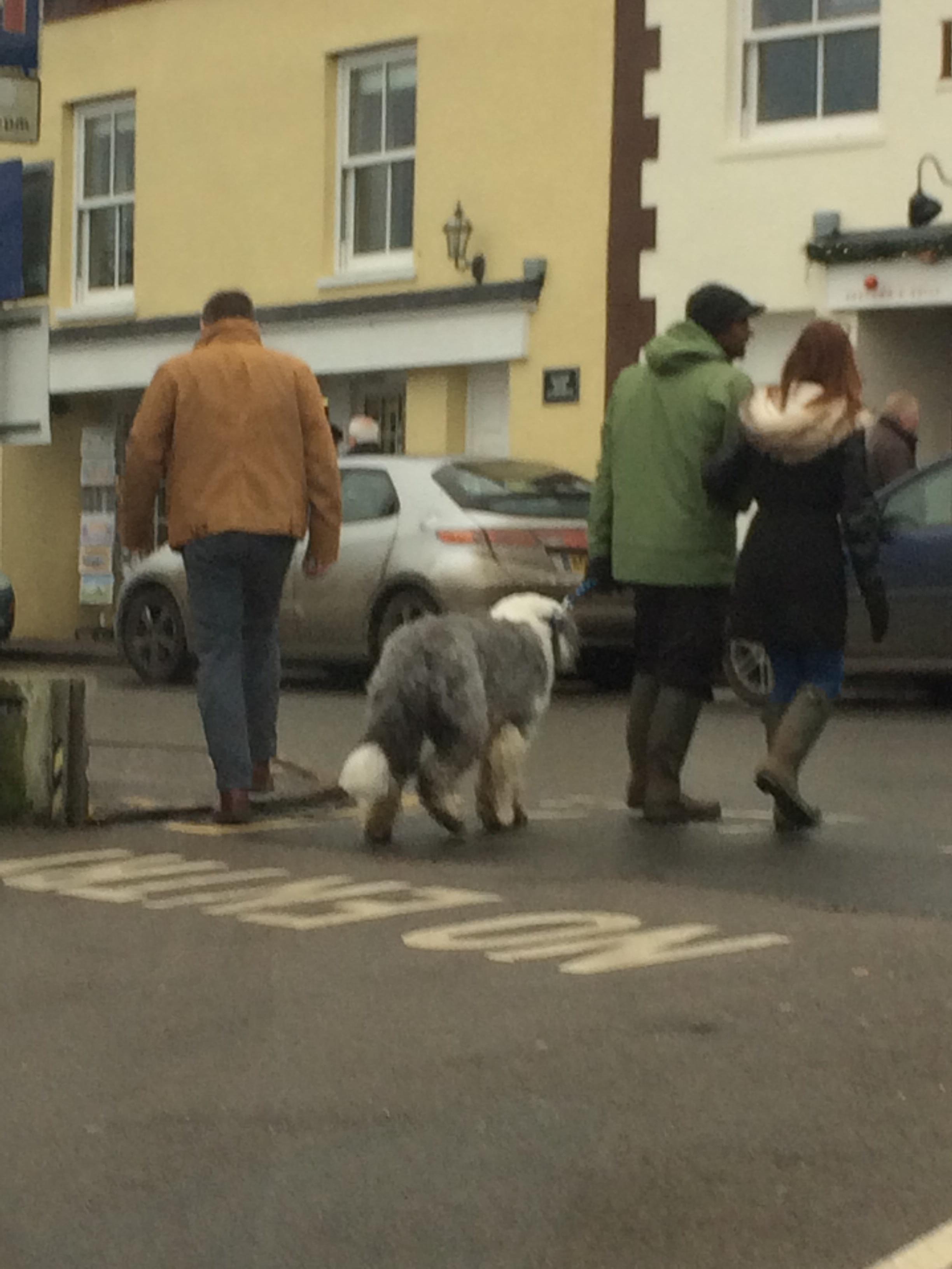 It's a dulux dog in England. r/aww