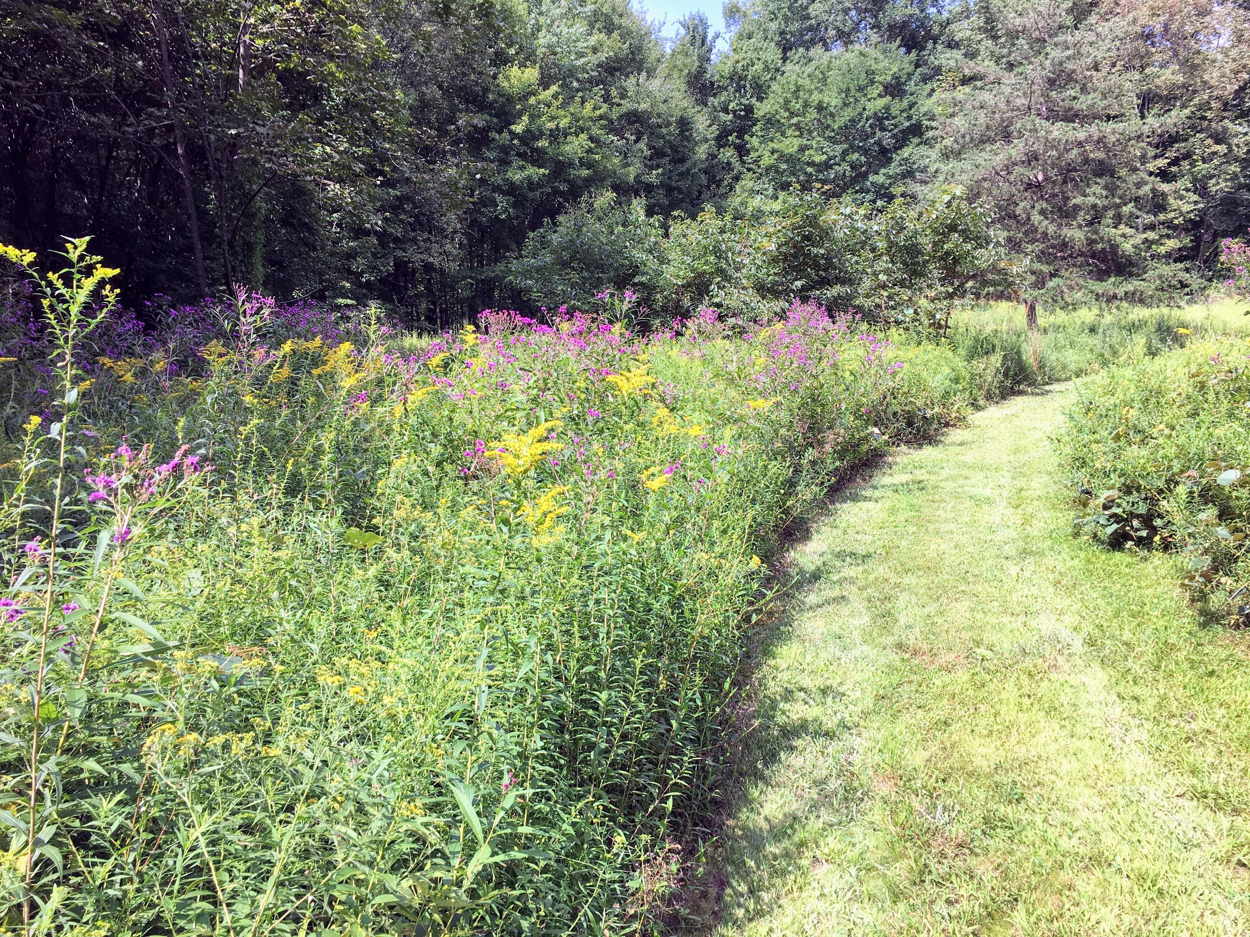Strolling by a meadow of wildflowers in northwestern Chester County, PA