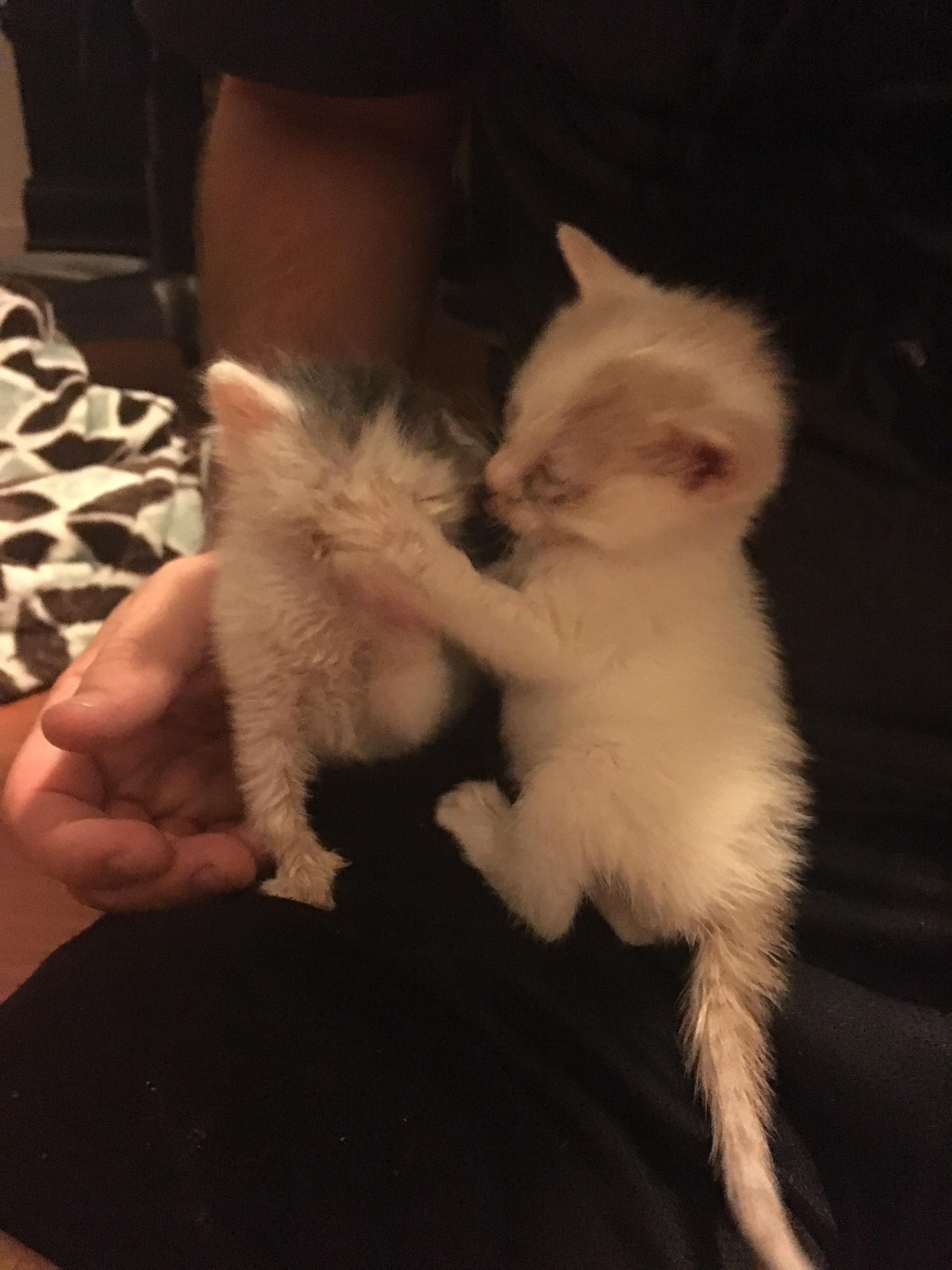 We’re fostering some kittens that are about 2 weeks old. They’re just