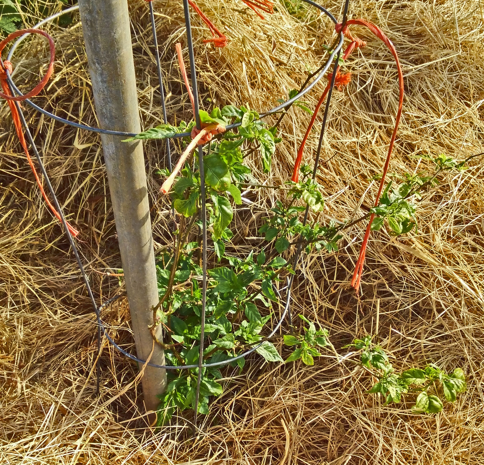 I grew this Carolina Reaper from seed in January of 2021. It spent last