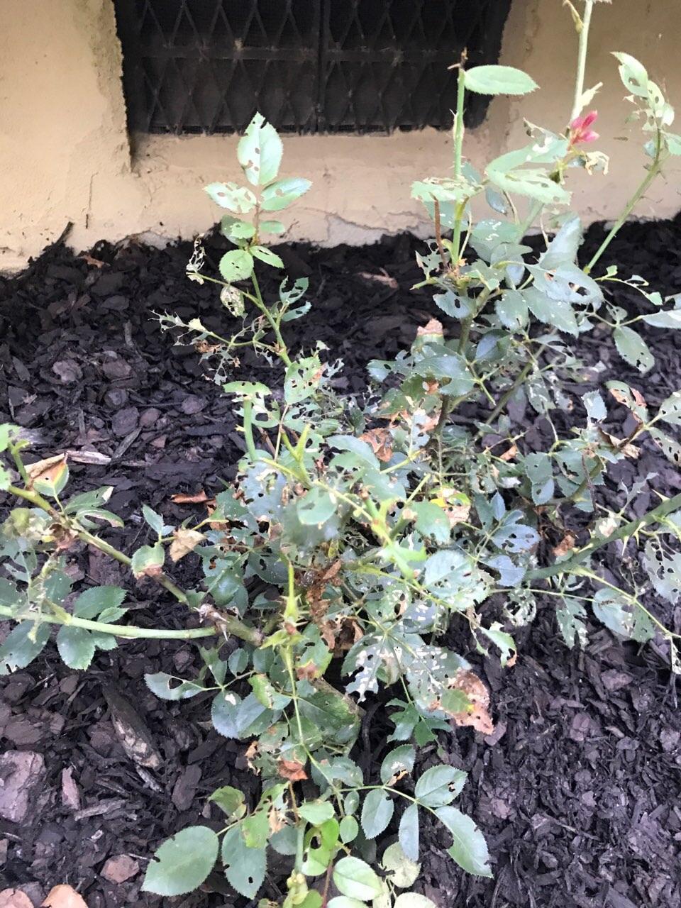 Help! What’s eating my roses??? And how do I fix it?? r/gardening