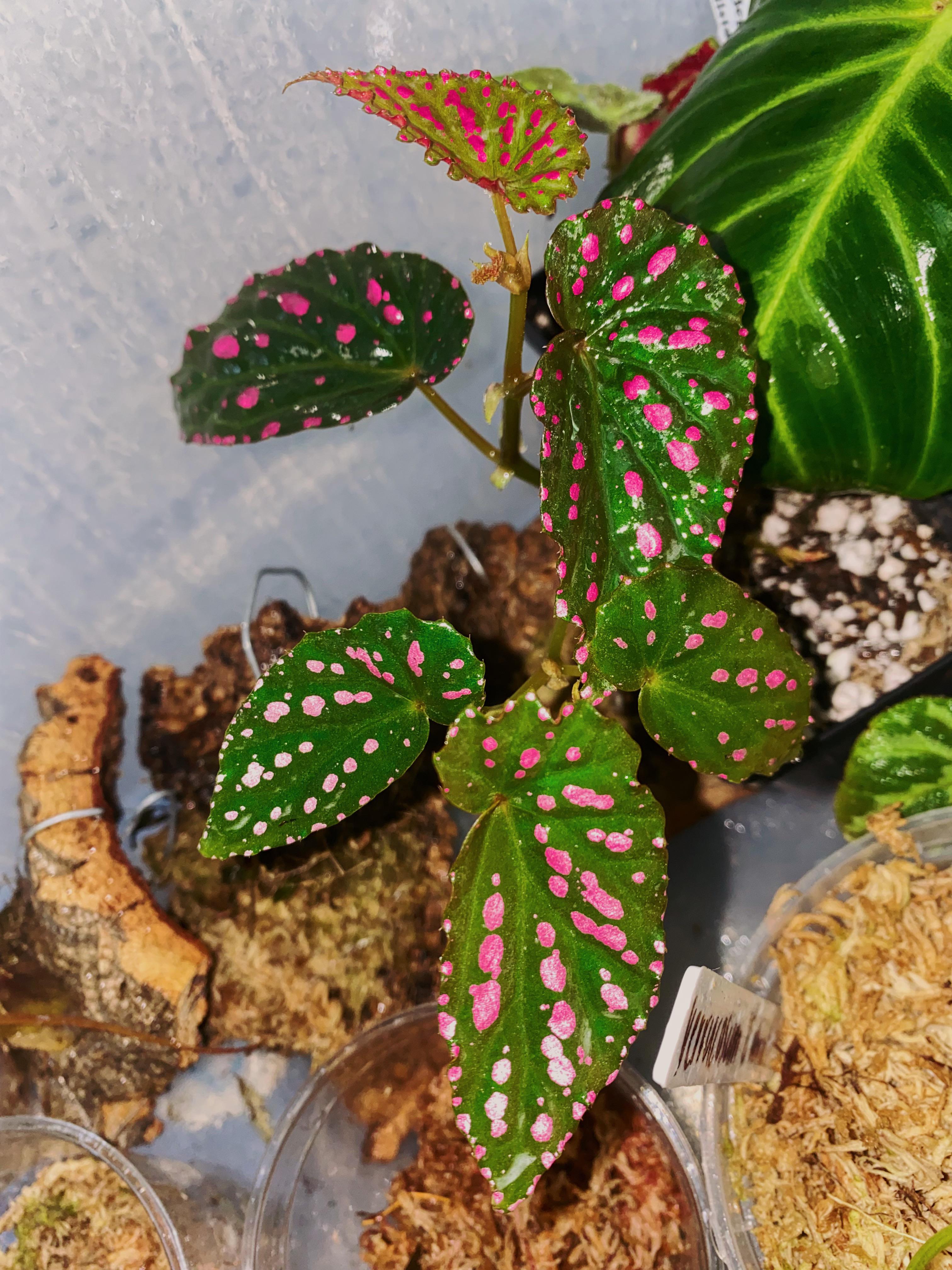 Begonia negrosensis r/begonias