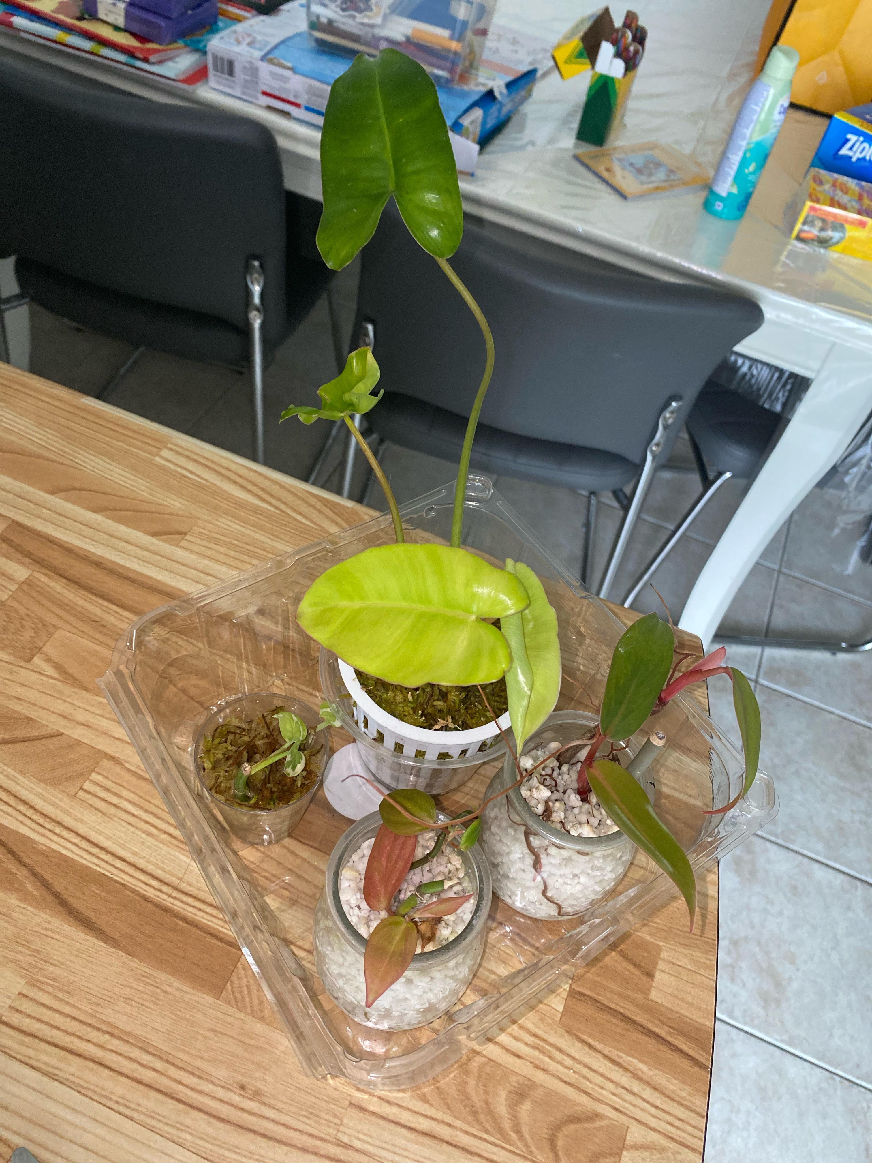 My newbies😍🥰 houseplants