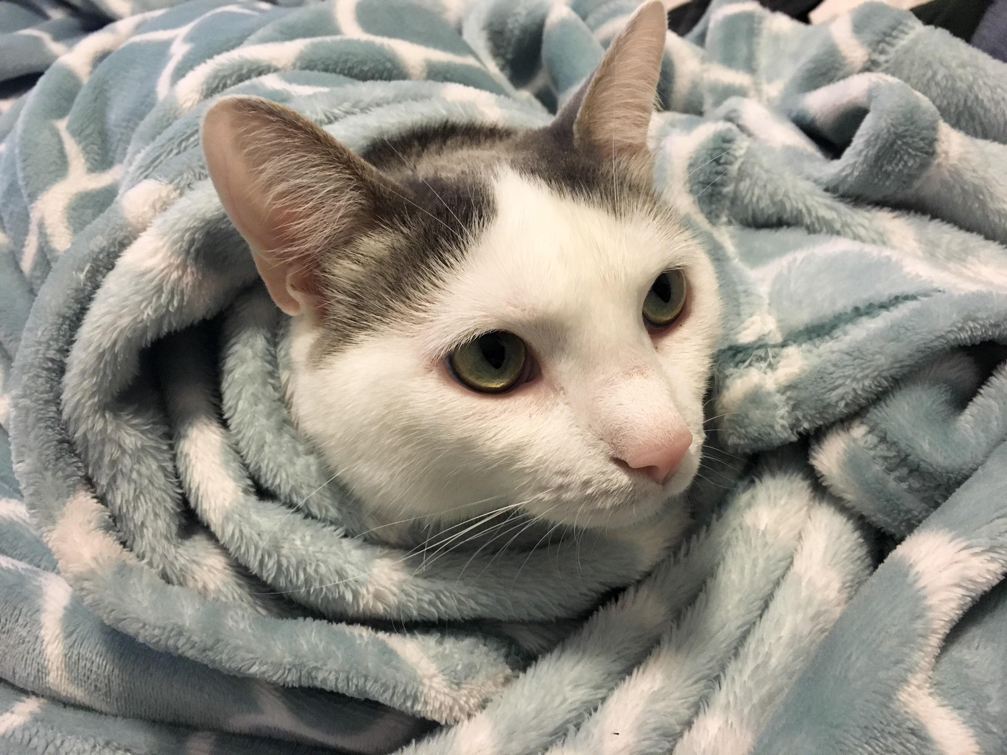 Soft Kitty, Warm Kitty r/aww