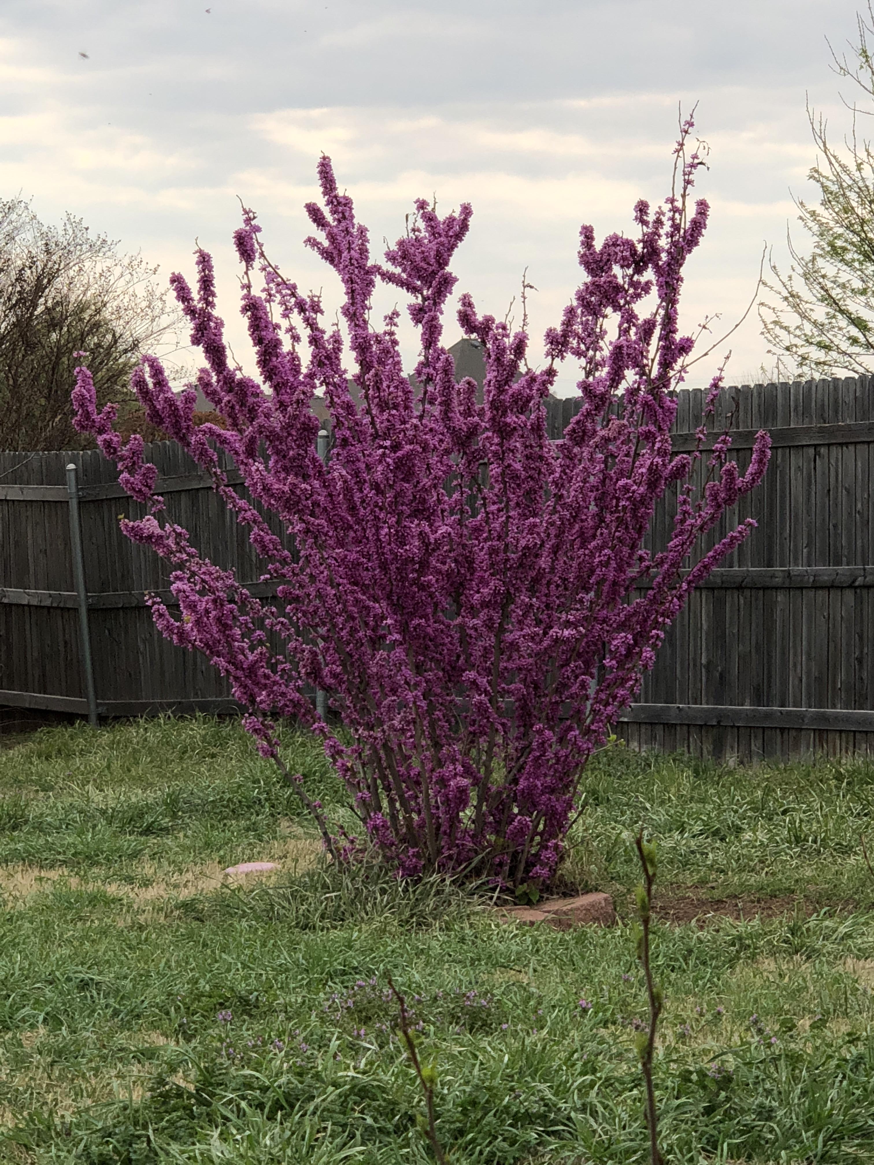 Purple shrub of some sort in Oklahoma r/whatsthisplant