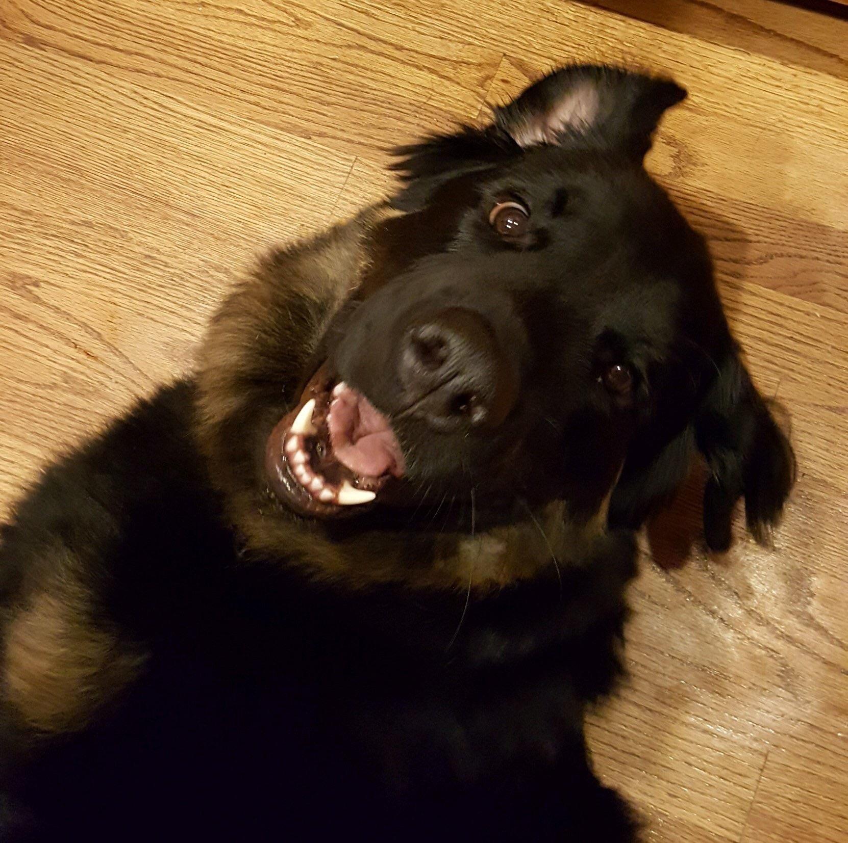 Our Bernese Mtn. and Rottweiler Mix! dogpictures