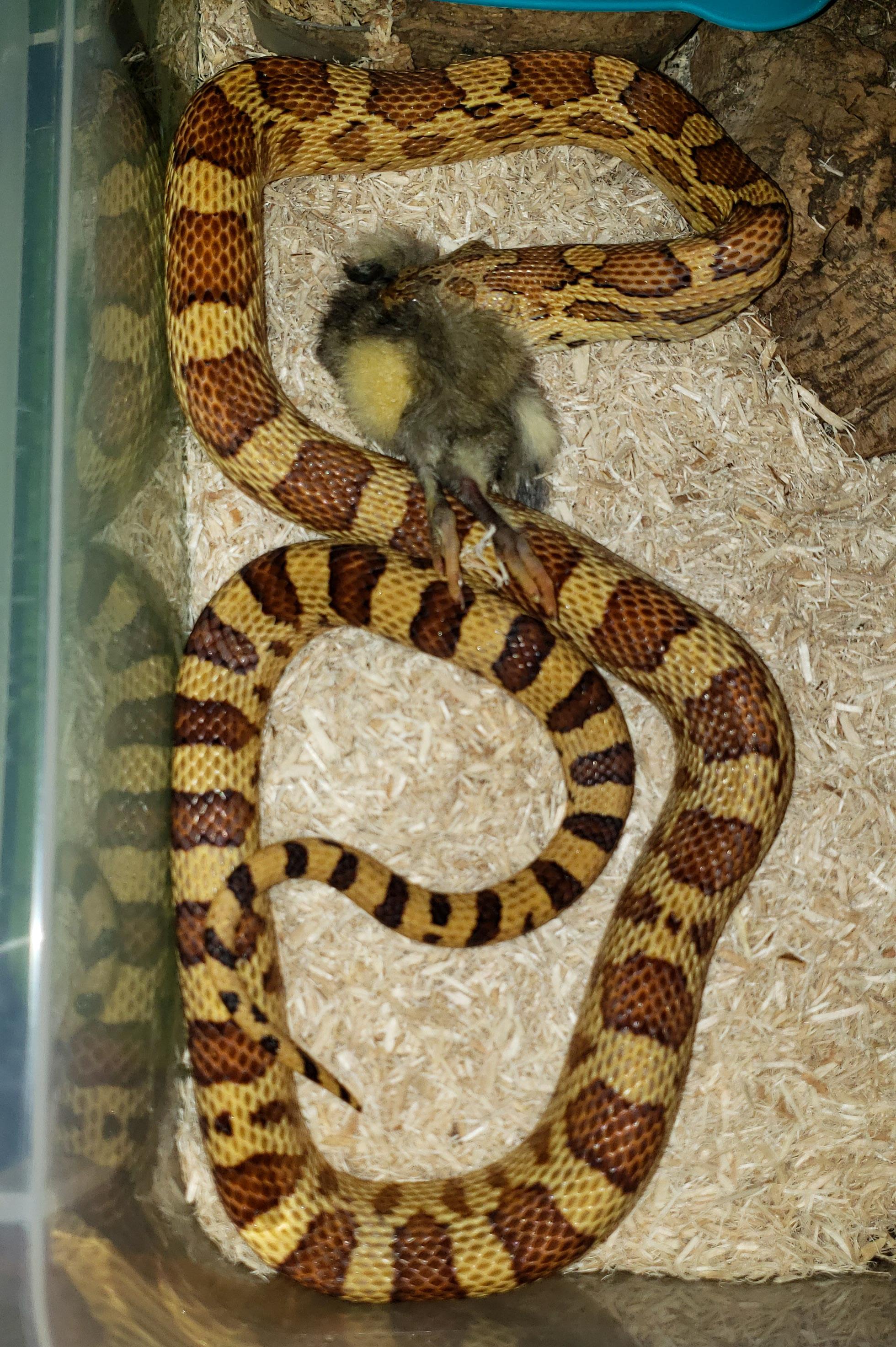 Corn Snake Hybrids