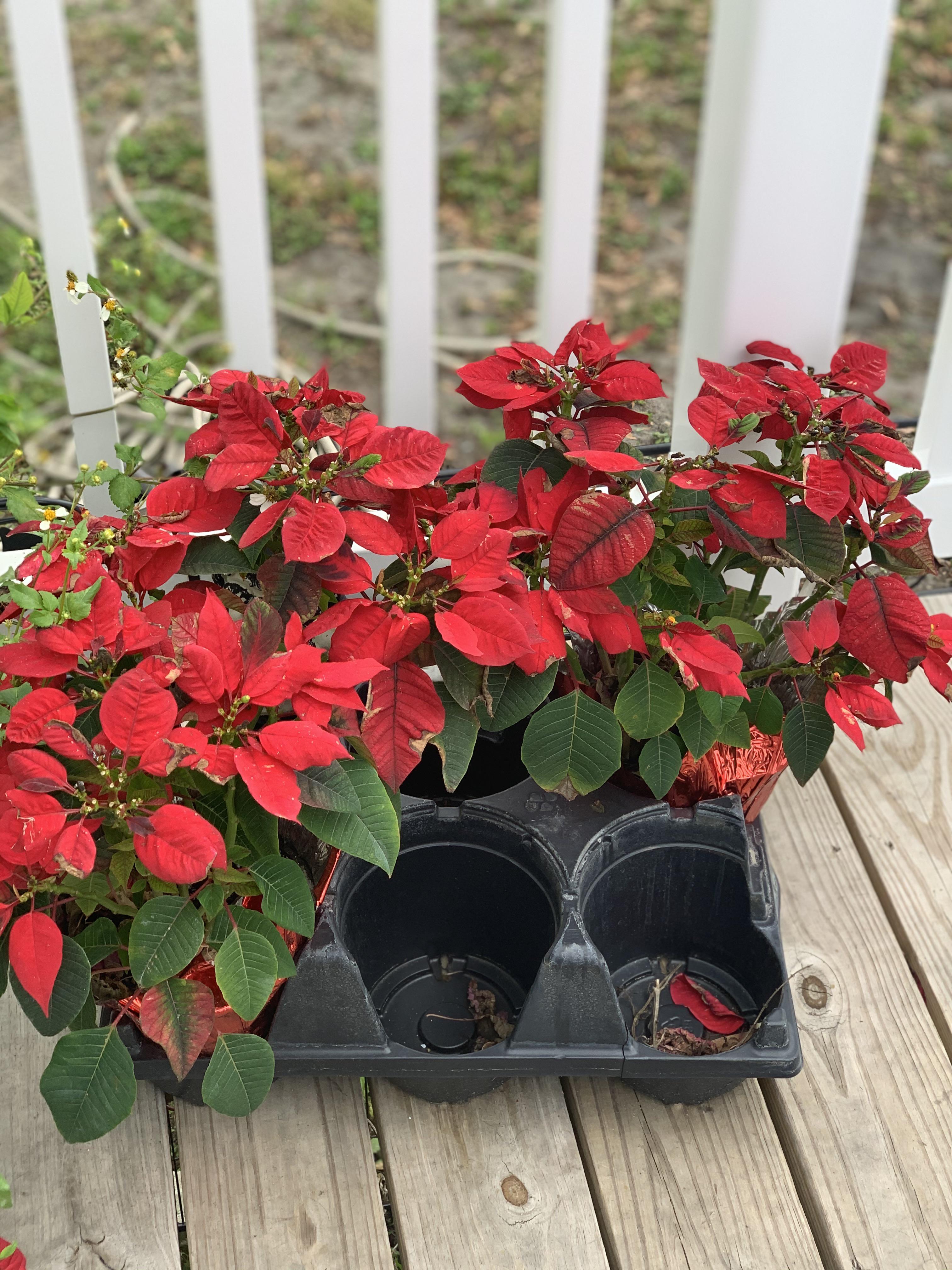 I’ve heard that poinsettia grow very well (and large) in Florida. These