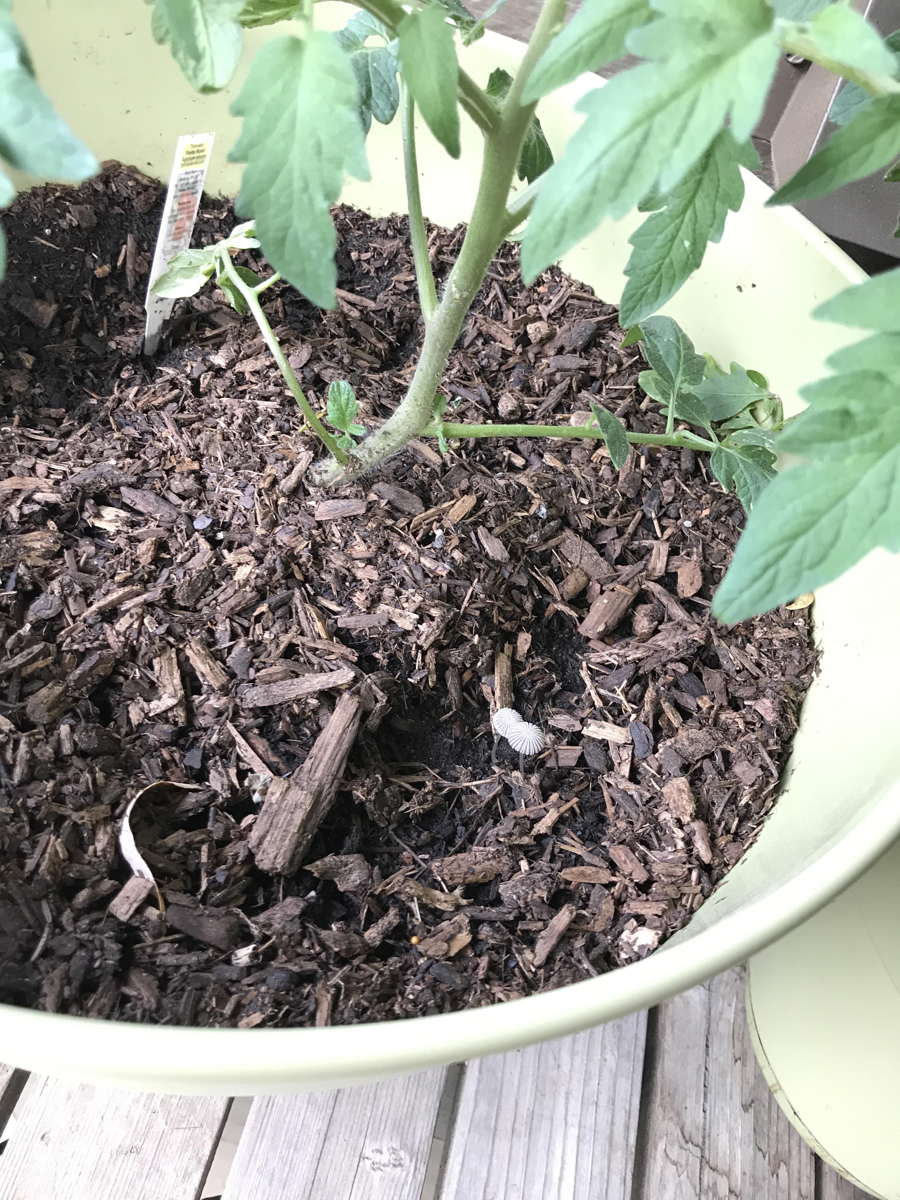 My potting soil sprouted tiny mushrooms overnight. I’m curious as to why these might have popped