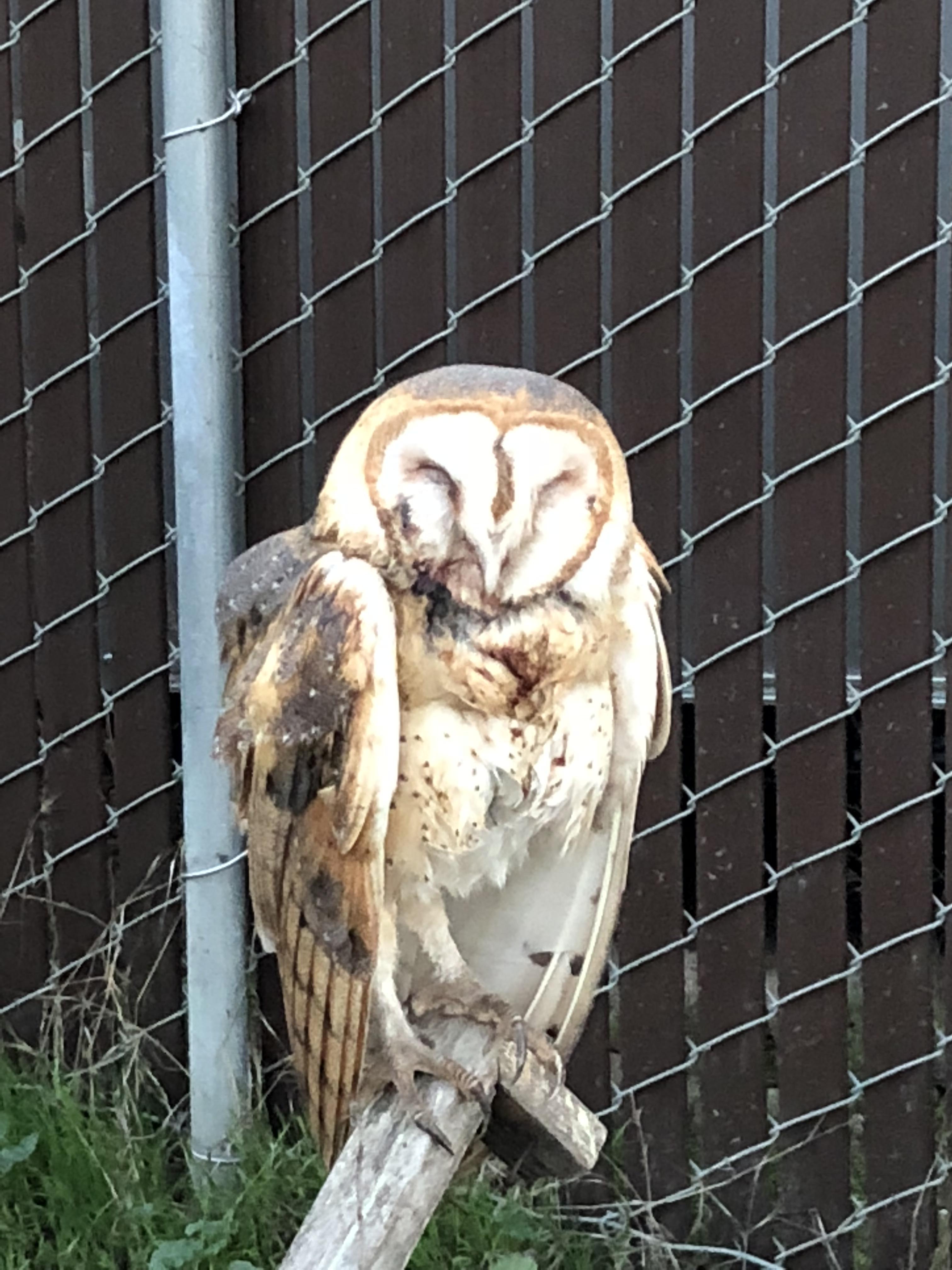 Jacked up owl landed near me while I was digging my dogs grave