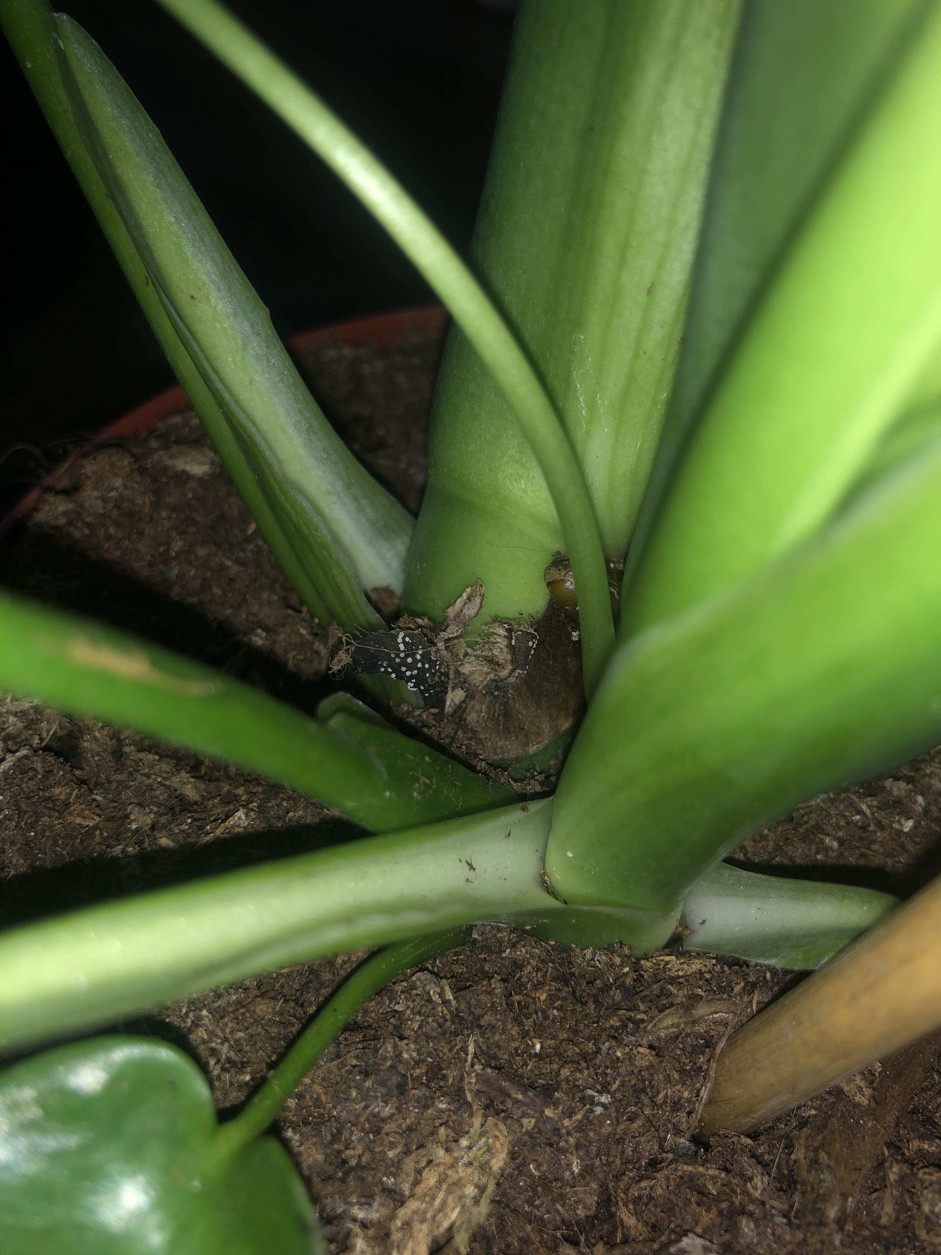 Monstera stem broke off and these white dots appeared. Mites? r