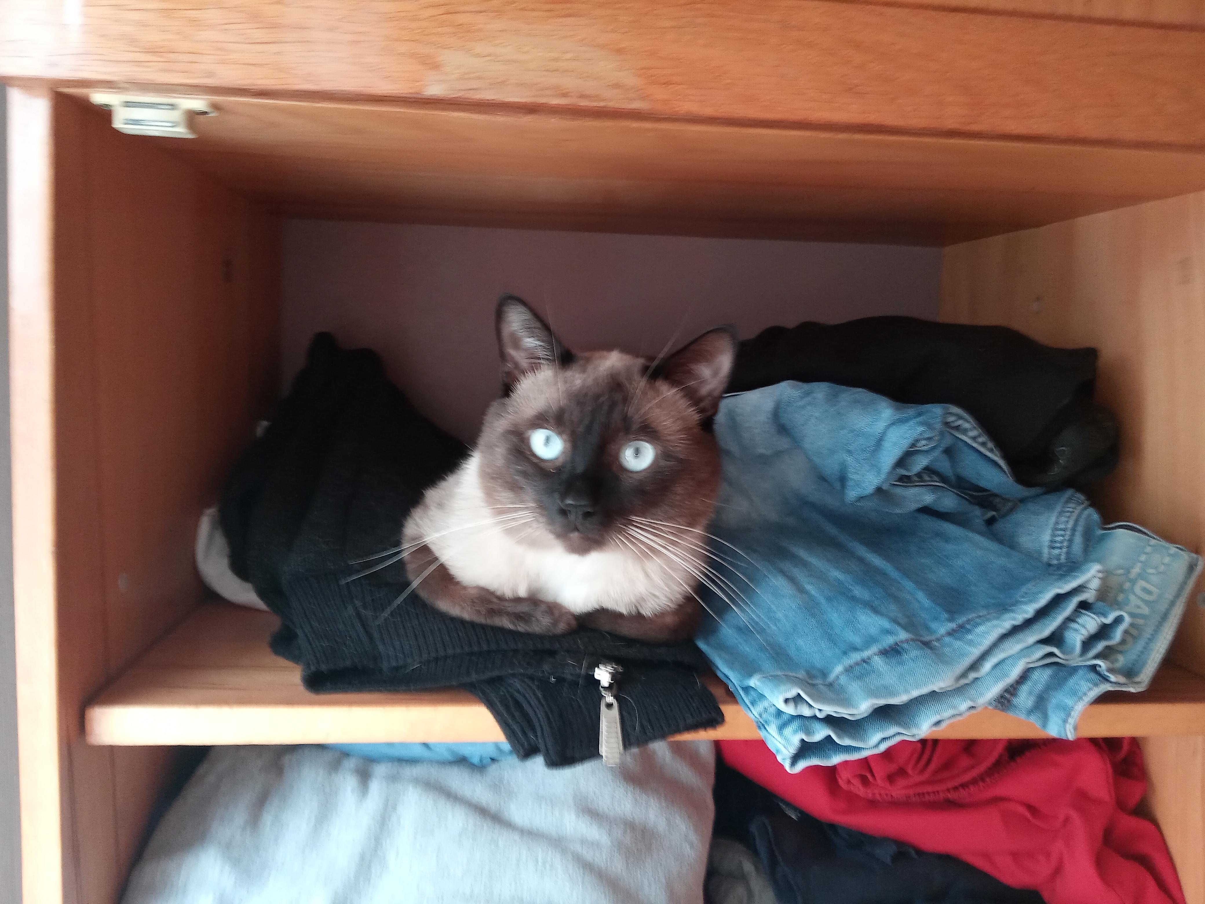 My cat laying on my clothes in the closet on the top shelf r/Blessed