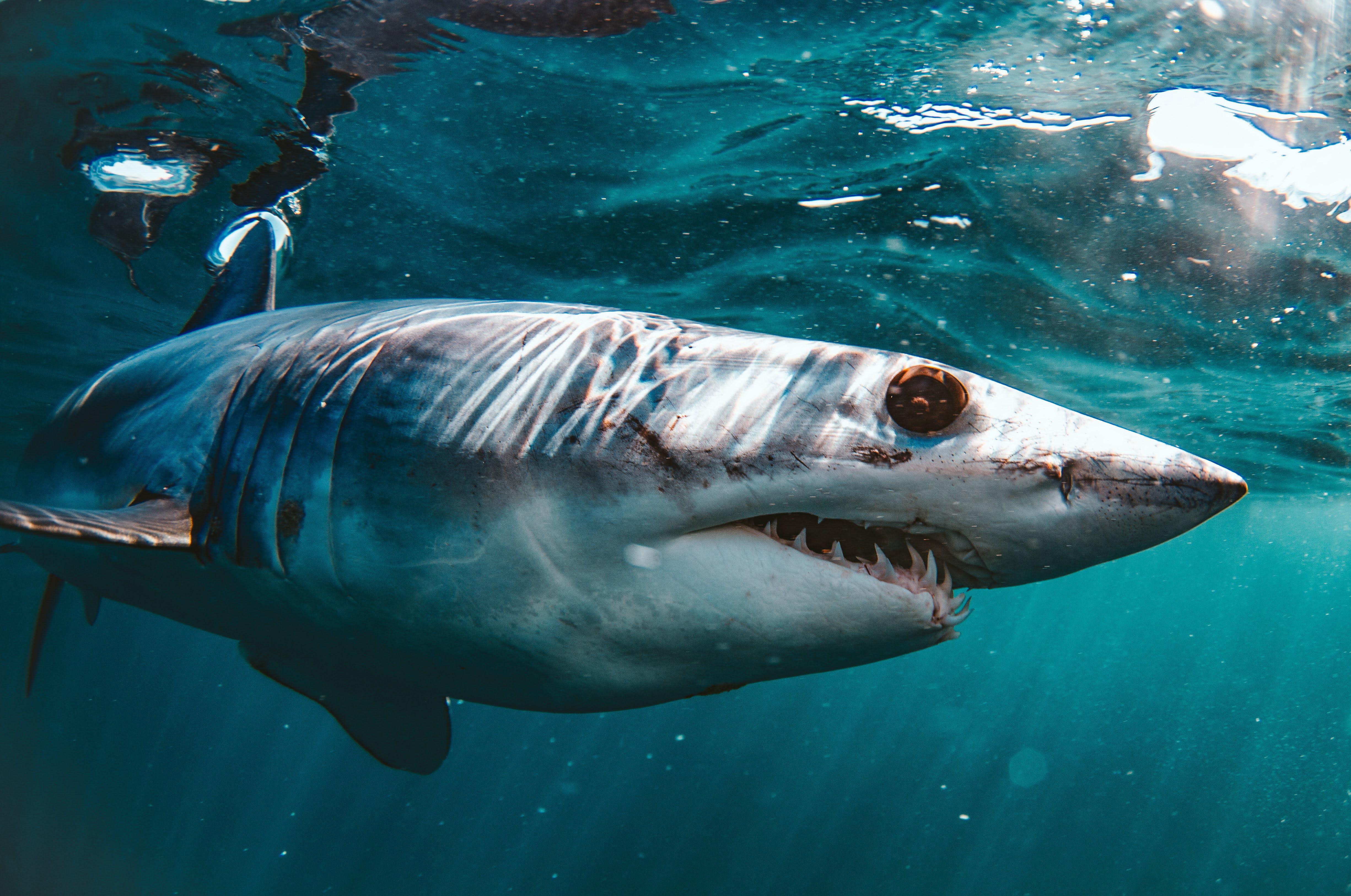 Last time y'all really liked my mako pics so here's another one! r/sharks