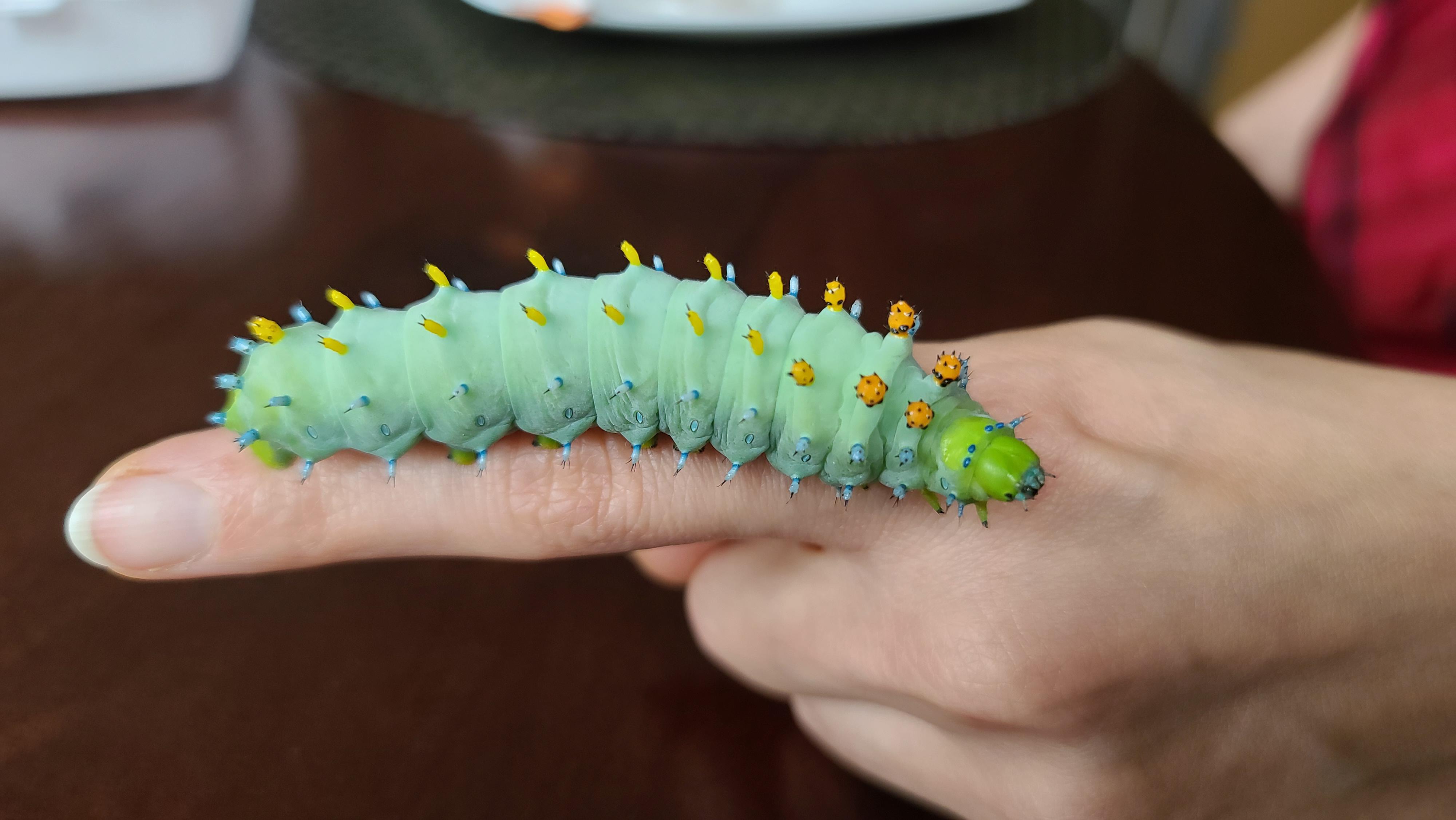 🔥 Pet caterpillar r/NatureIsFuckingLit