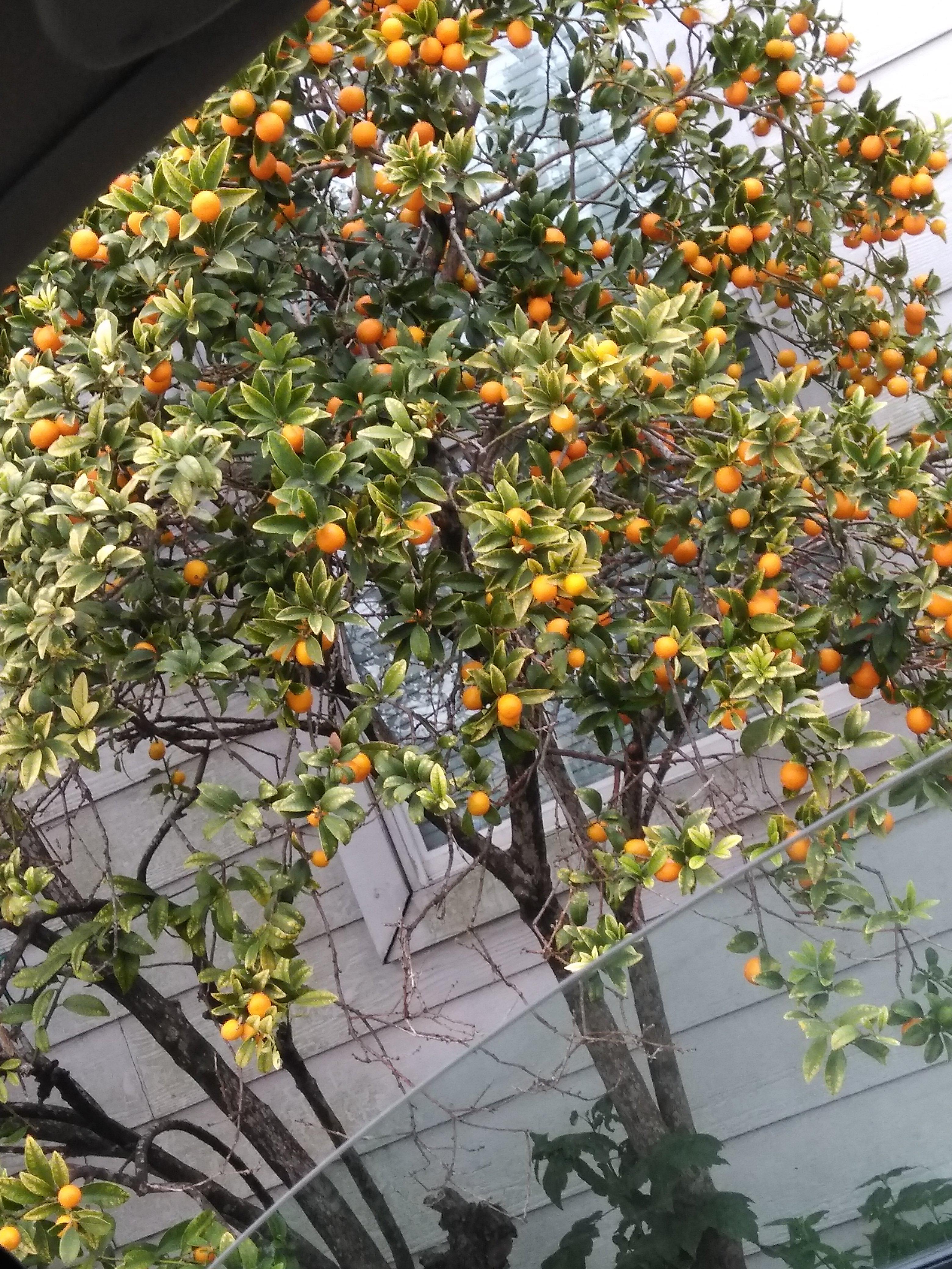 Found this tree in Houston Texas. It looks like tiny oranges r