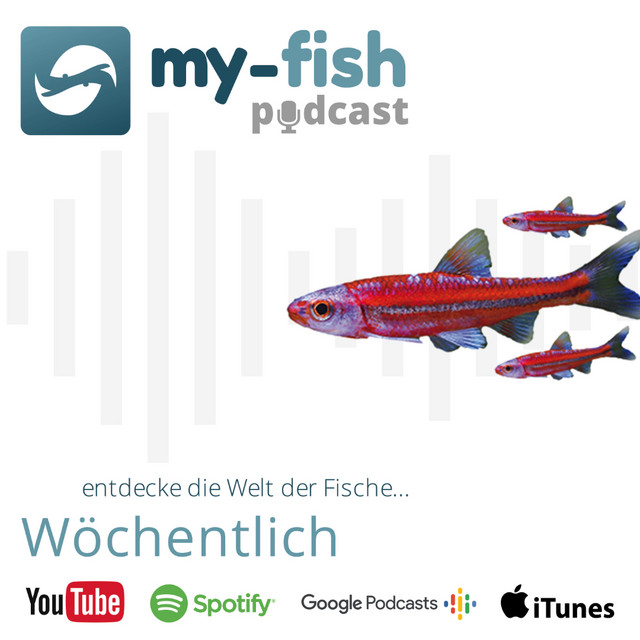 kuchen backofen Aquarium Fische Einsetzen