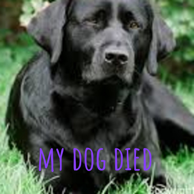 my dog died Podcast on Spotify