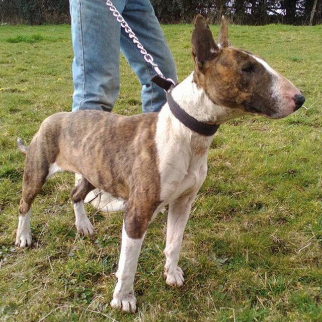 Episode 28 Working Bull Terriers Jacob from Miranda