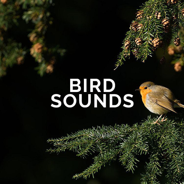 Bird Sounds Spotify