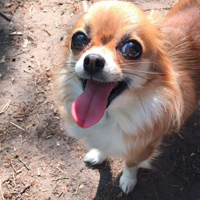 Słodkie pieski song and lyrics by Grande Piccolo Spotify