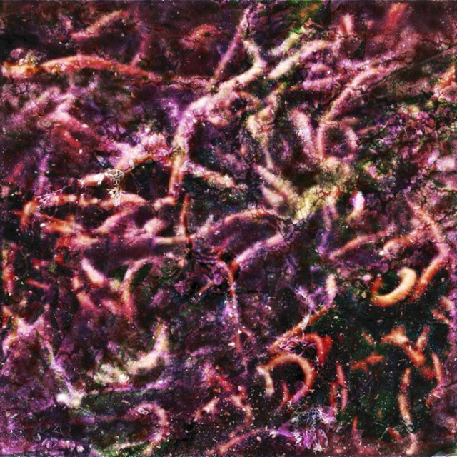 Fuzz Bugs/Colony Album by November Day Spotify