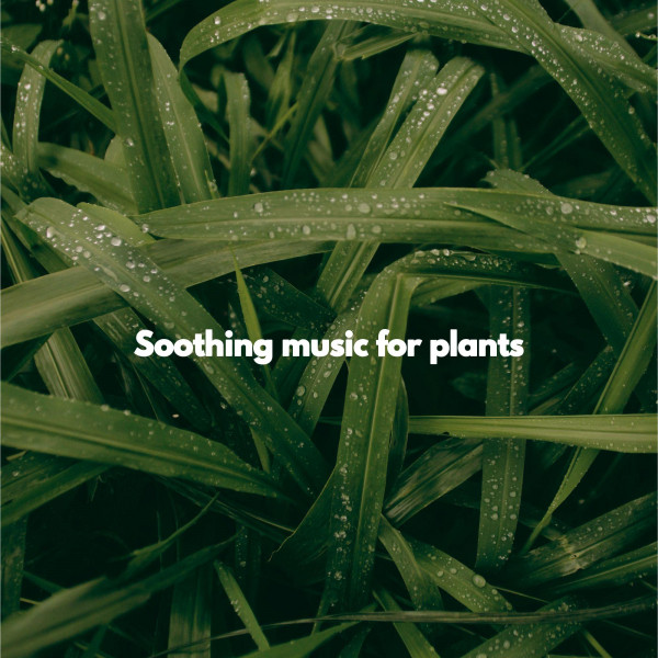 Soothing music for plants Album by Classic Jazz Spotify