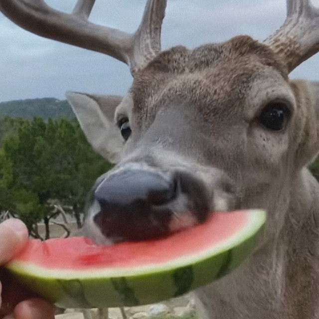 Watermelon Deer Single by My Gold Fish Spotify