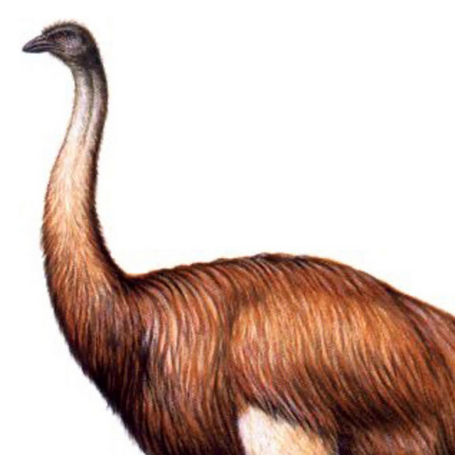 biggest bird song and lyrics by ne3x Spotify