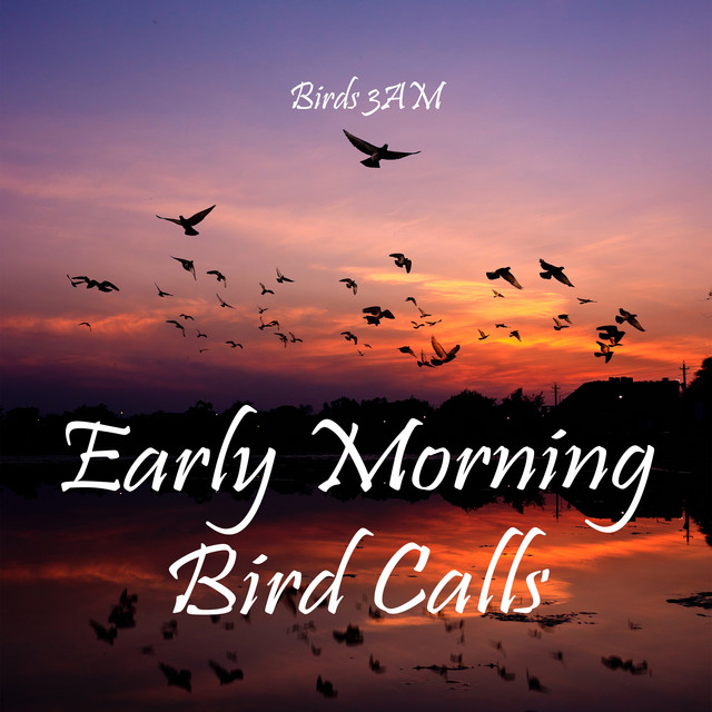 Early Morning Bird Calls Album by Birds 3AM Spotify