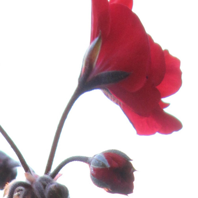 Little Red Riding Hood song and lyrics by Katerina Stamatiou Spotify