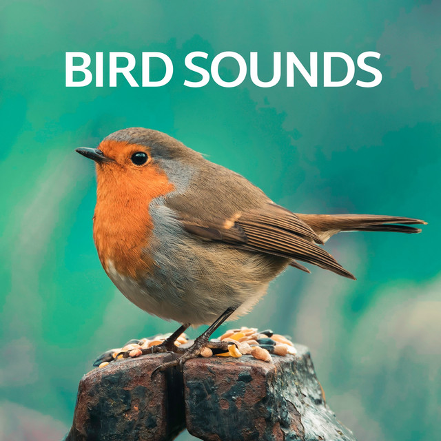 Bird Sounds Album by Nature And Bird Sounds Spotify