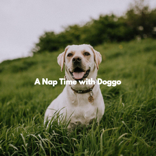 A Nap Time with Doggo Album by Classy Bossa Piano Jazz Playlist Spotify