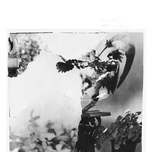 Water Flowers Album by Emilía Spotify