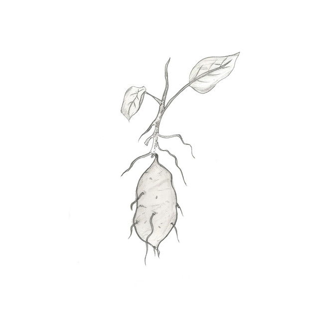 Sweet Potato song and lyrics by GNGR REX Spotify