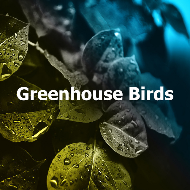 Greenhouse Birds Album by Calming Rainforest Sounds Spotify