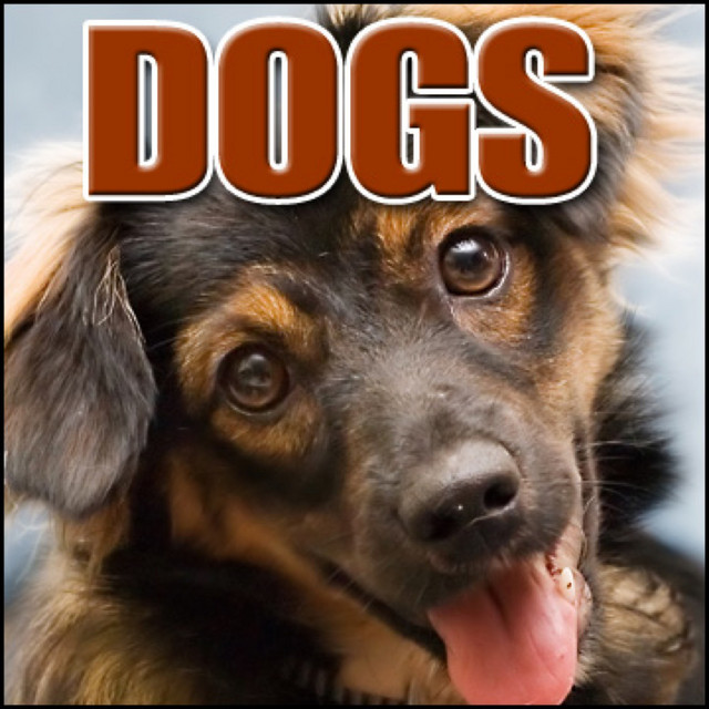 Animal, Dog Siberian Huskies Ext Large Group, Intense