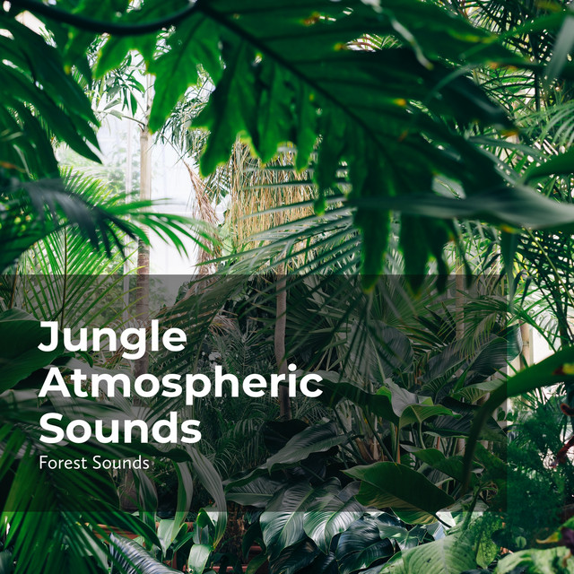 Jungle Atmospheric Sounds Album by Rainforest Sounds Spotify