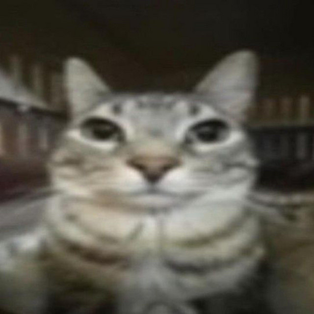 Go Kitty Go (Slowed) Single by lil meow on da beat Spotify