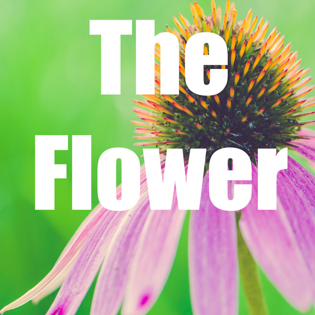 The Flower Album by SkyDreamer Spotify