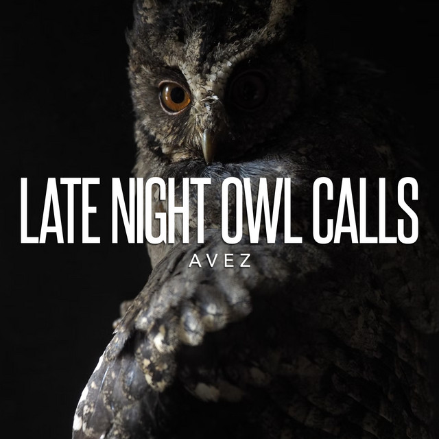 Late Night Owl Calls Album by Owl Sounds Spotify