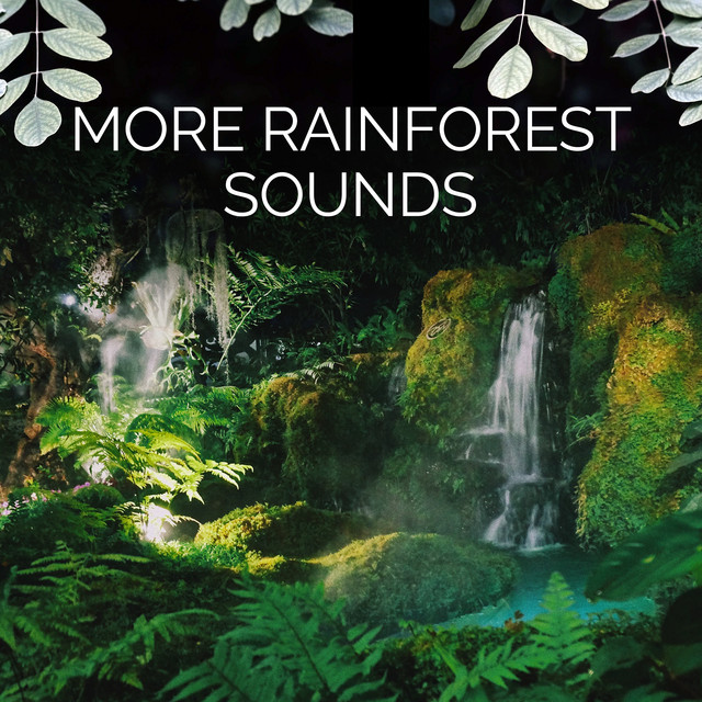 More Rainforest Sounds ! ! ! ! Album by Rainforest Sounds Spotify