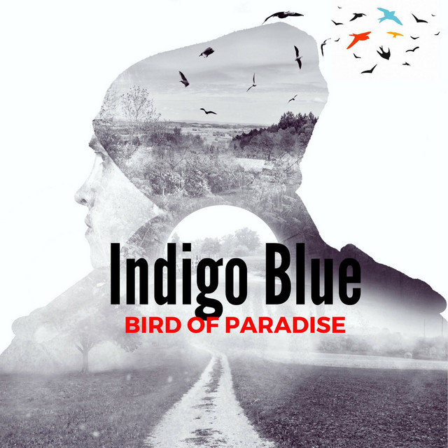 Bird Of Paradise song and lyrics by Indigo Blue Spotify