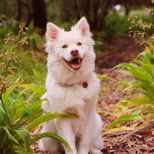 Sounds Dogs Love Spotify