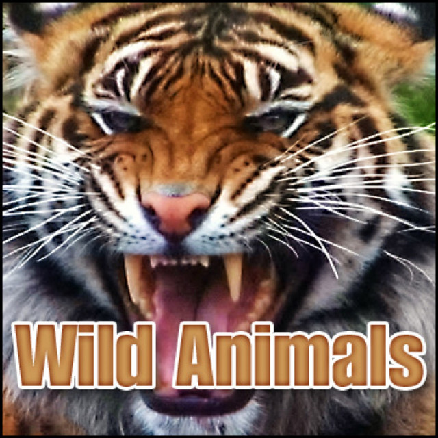 Wild Animals Sound Effects Album by Sound Effects Library Spotify