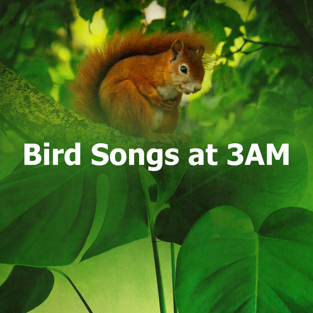 Bird Songs at 3AM Album by Wildlife Bill Spotify